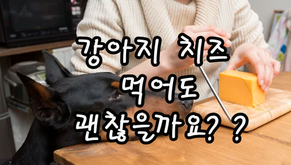  강아지 치즈 먹어도 괜찮을까요?
