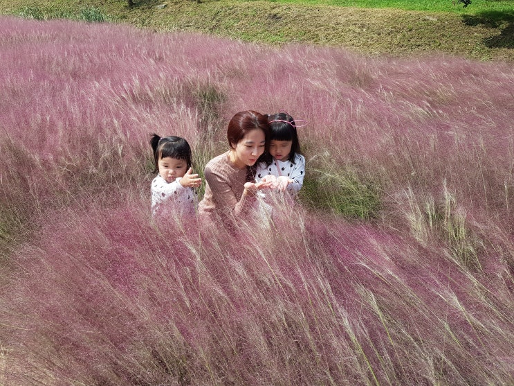  핑크뮬리 이쁘다! 대저생태공원 핑크뮬리 군락지에서
