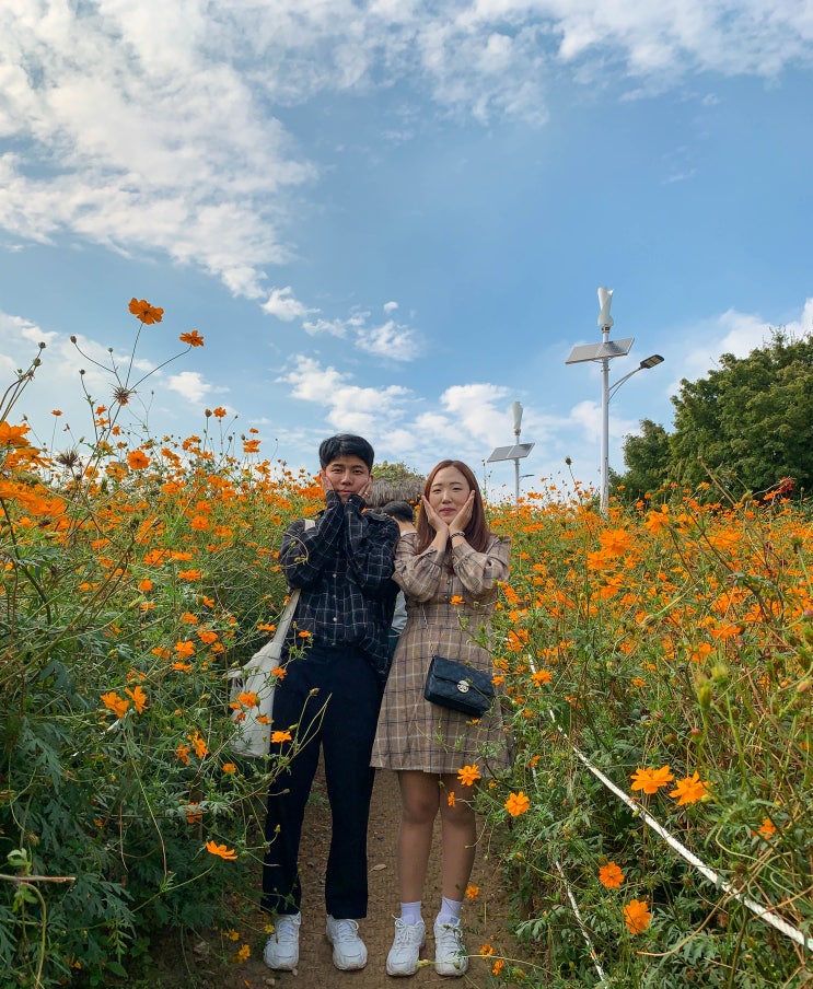  올림픽공원 들꽃마루에서 황화코스모스 보고 왔어요(주차정보)