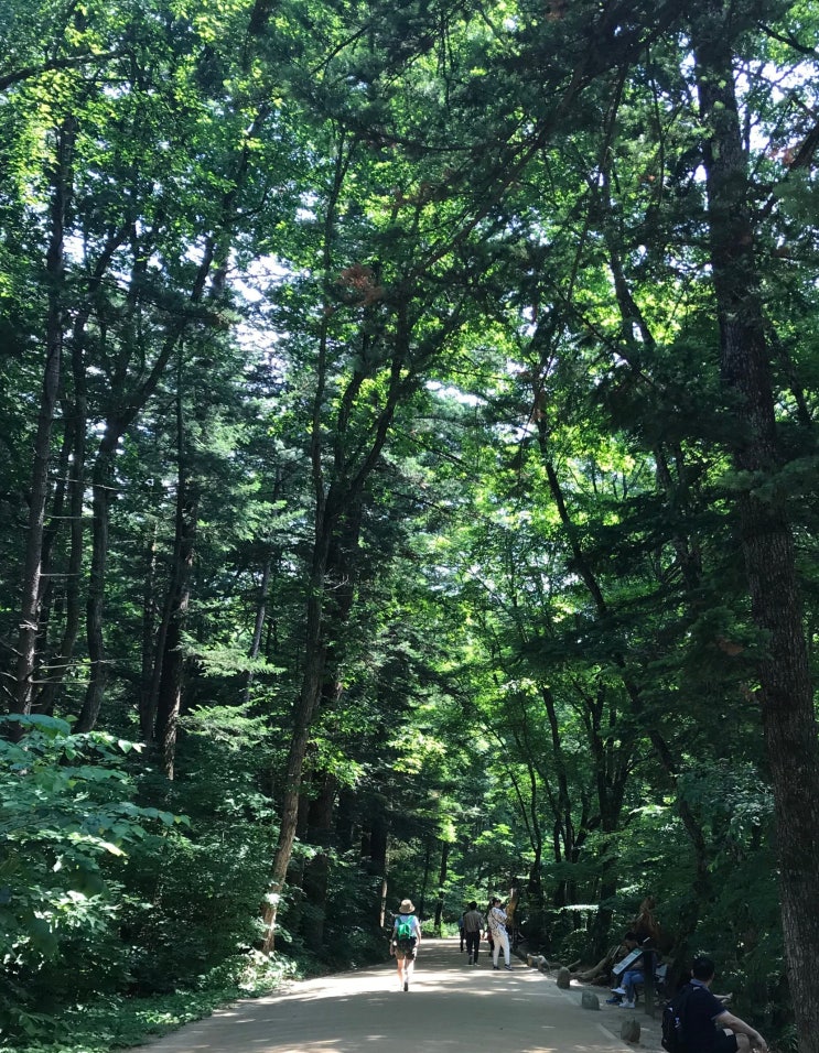 평창 여행_신들의 신전, 평창의 숲
