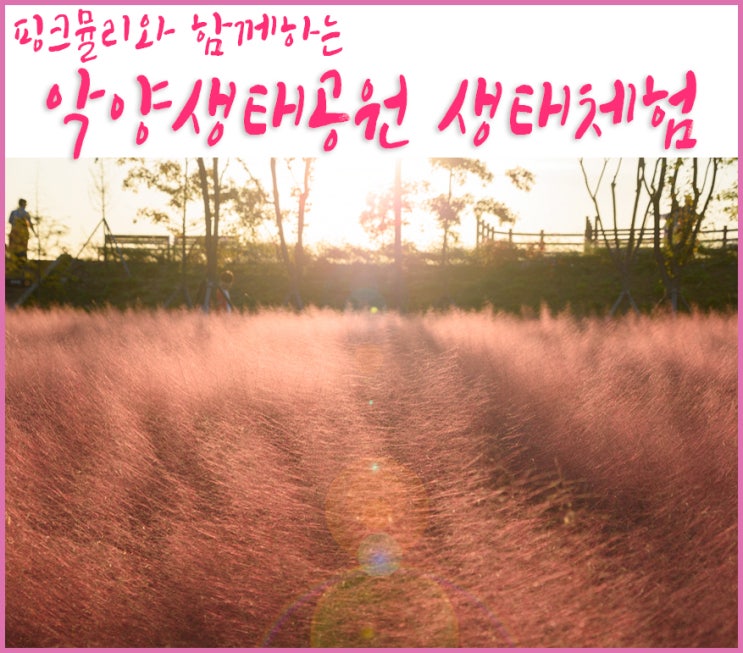함안 악양생태공원에서 핑크뮬리도 보고 수박식빵도 만드는 생태체험여행 - 아이와 갈만한 가족여행지로 추천