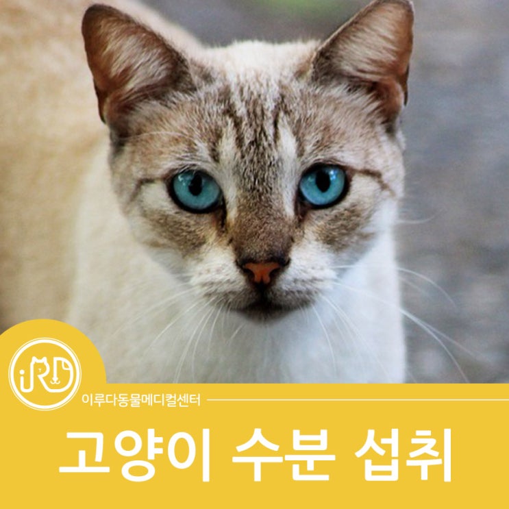 경기도 대형견 전문 동물병원 동물상식 : 고양이 수분 섭취 방법