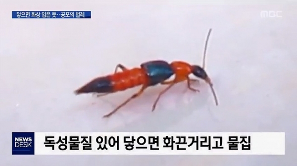  살짝 스치기만 해도 물집이 생기는 '화상 벌레'