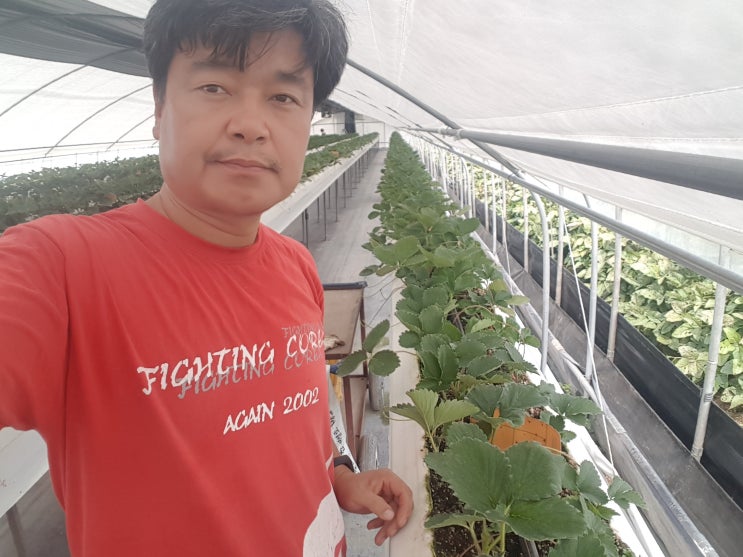  논산딸기 킹스베리 전문 태평농장 인근 탑정저수지 방류하다.