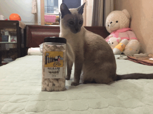  고양이간식 마도로스펫 북어트릿 또 구매!!!