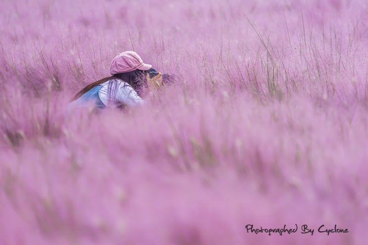 양주 나리공원 아름다운사람들 핑크빛세상