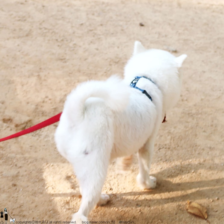  강아지하네스 H형 가슴줄이라 우리 두부가 정말 편해해