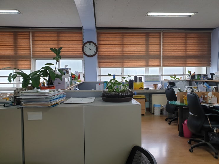  [대전블라인드]낭월동 문화동 커튼 블라인드 퀄리티 좋은 곳!