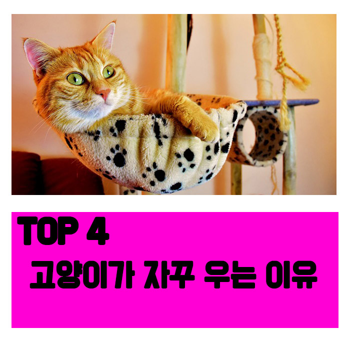  고양이가 밤마다 자꾸 우는이유는?