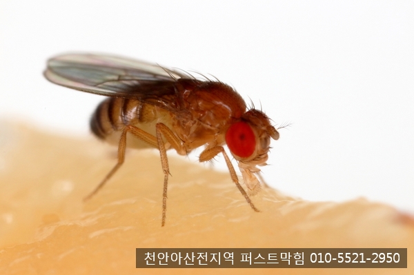 천안 아산 싱크대막힘 / 초파리가 생기는 이유와 없애는 방법은 무엇일까요?