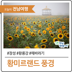  꽃물결이 일렁이는 황룡강 – 장성 황미르랜드