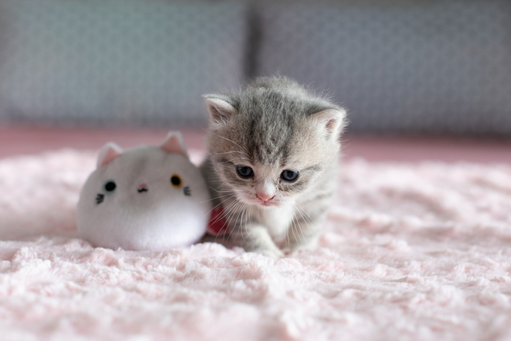  고양이 꿈 상황별 고양이가 나오는 꿈해몽