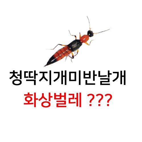 베트남화상벌레 청딱지개미반날개 뭐야?