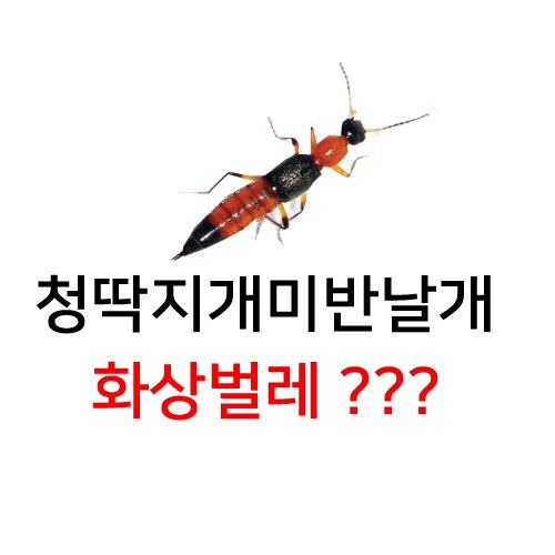  베트남화상벌레 청딱지개미반날개 뭐야?