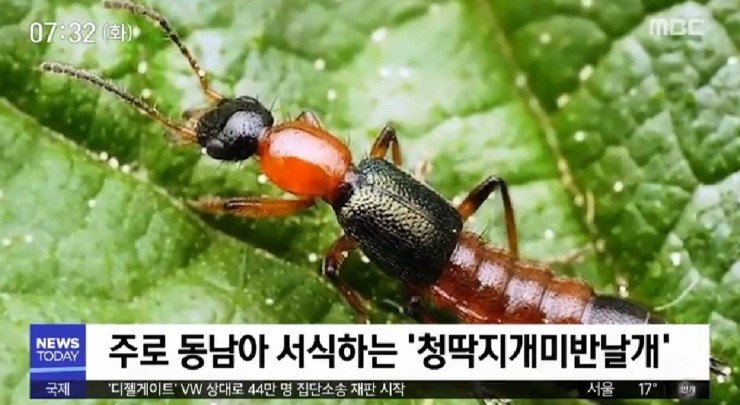  화상벌레 청딱지개미반날개 스치기만해도? 