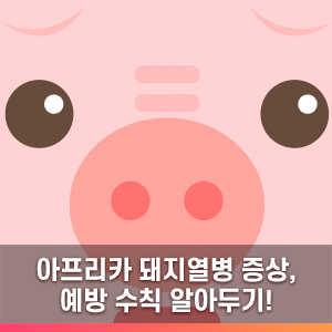  아프리카 돼지열병 감염 원인과 증상 | 예방 행동수칙