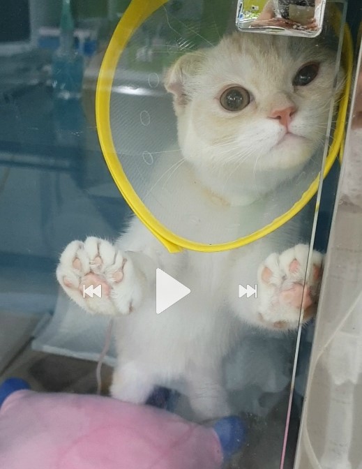 고양이 수컷 중성화 수술[스코티쉬폴드 남자]용인 분당동물병원