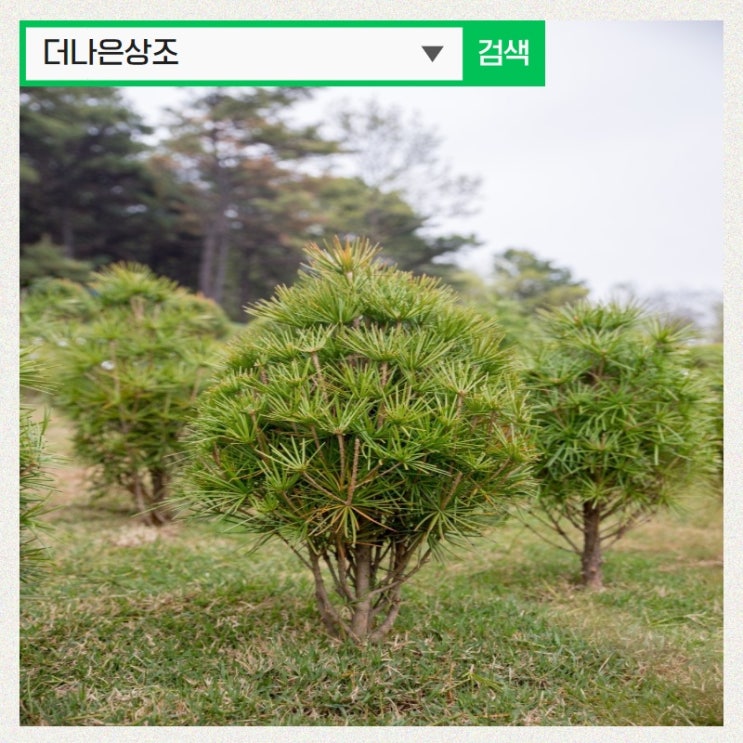  경기도 김포 수목장 가격 알아보신다면 박대표가 소개해 드려요