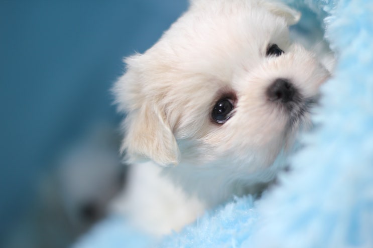  하늘이 자견 초소형 말티즈  한달반 되던날