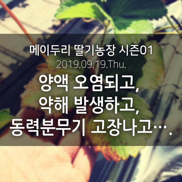  양액 오염되고, 약해 발생하고, 동력분무기 고장 나고….