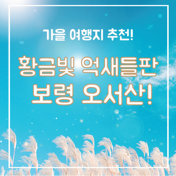  황금빛 억새와 일몰이 아름다운 가을여행지! 보령 오서산