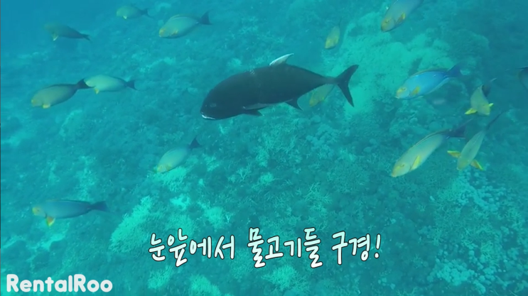  발리자유여행 중에 해야하는 것들 총정리(여행영상까지!)