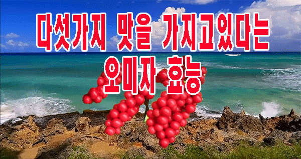  다섯가지 맛을 가지고있다는 오미자 효능