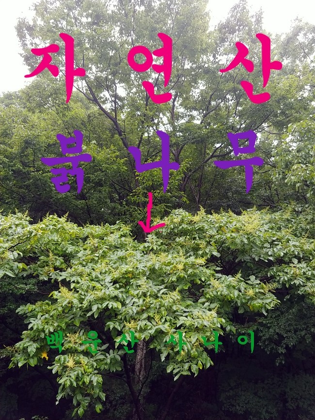  아토피에 좋은 약초, 알아보기