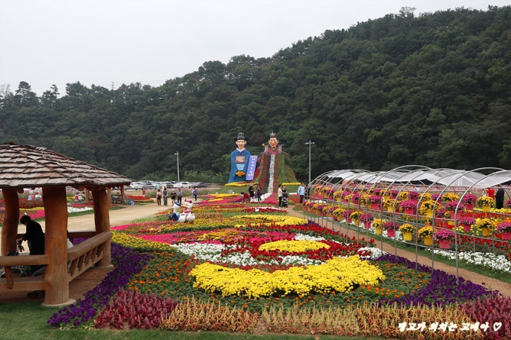  청주 가을축제 2019 청원생명축제 다녀옴
