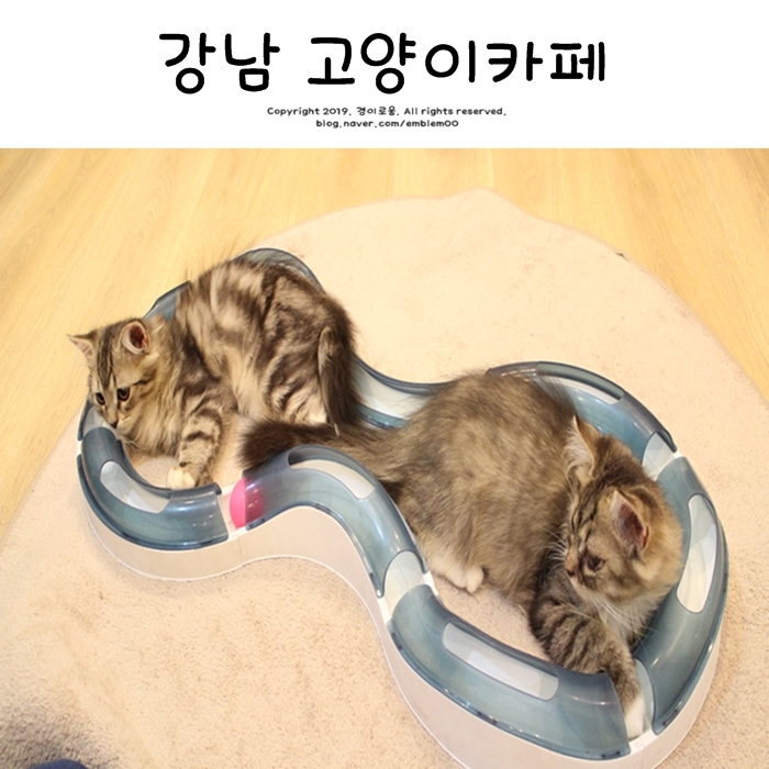 강남 고양이카페 집사의 하루 강남역 유기묘카페 방문 강남 고양이카페 집사의 하루 강남역 유기묘카페 방문