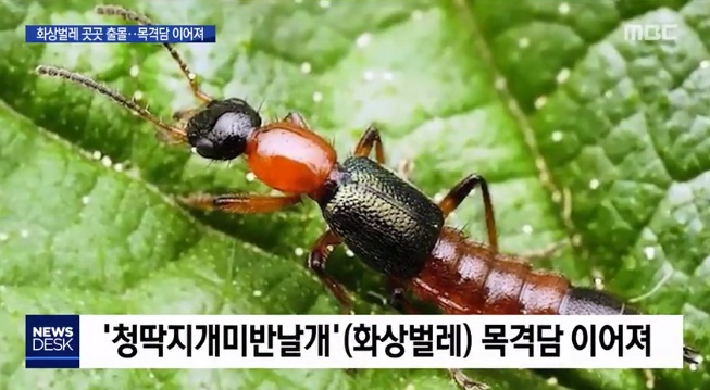  절대 접촉 금지!!! 화상 벌레 (청딱지개미반날개) 비상!!! - 필독 주의사항