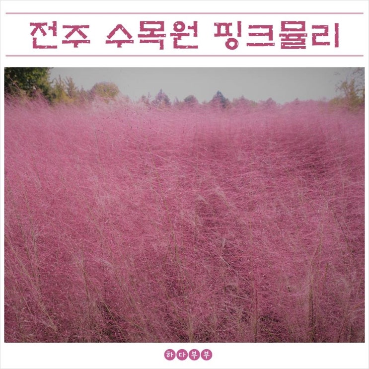  전주 한국도로공사 전주수목원 핑크뮬리, 인생샷 찍으러 가 볼 만한 곳!