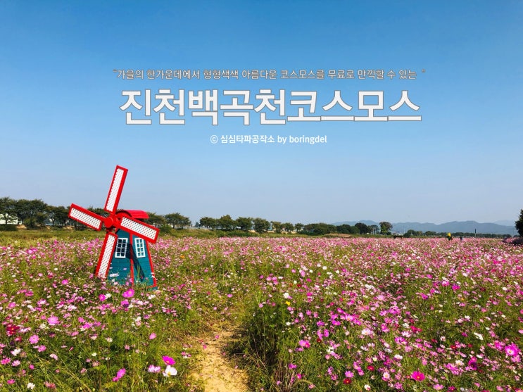  진천 코스모스 가을향 제대로 느낀 백곡천의 꽃밭