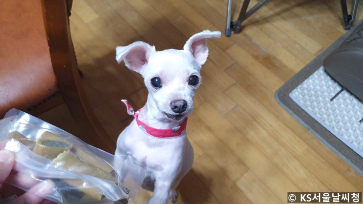  강아지 껌 쫀뜩한 덴탈껌 먹여주기!