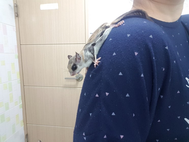 하늘다람쥐와 친해지는 방법 - 첫 욕실놀이
