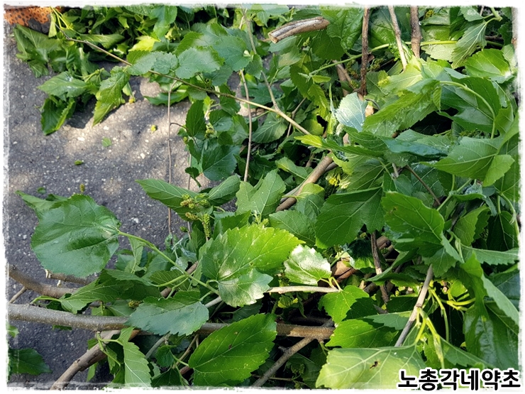  놀라운 뽕잎효능 알아보기