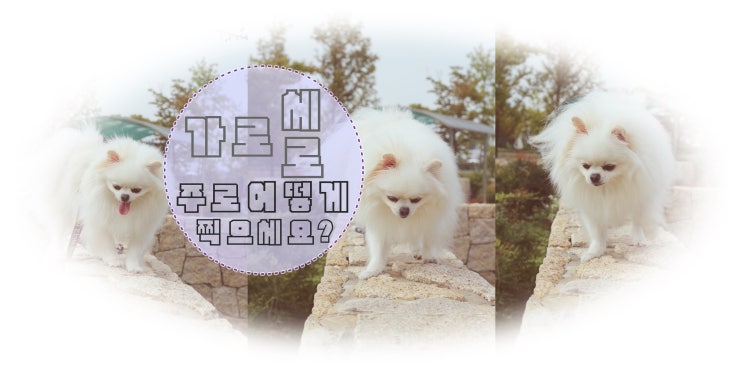  가로모드,세로모드 주로 사진 어떻게 찍으세요?