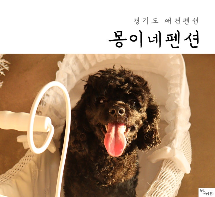  경기도 애견펜션 몽이네펜션 애견운동장 최고