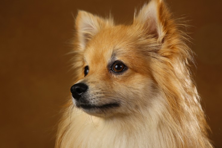 강아지 종류 포메라니안 (Pomeranian) 견종 특징, 성격, 주의할 점