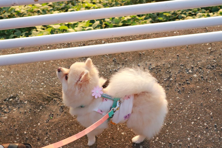  강아지 가슴줄 노아샵 테일즈앤미 산책이 즐거워