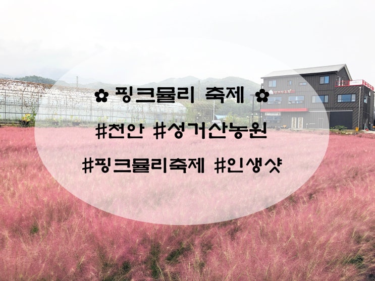  전국핑크뮬리축제 명소 / 성거산농원 핑크뮬리축제 충남천안,아산,성거 / 핑크뮬리인생샷 !