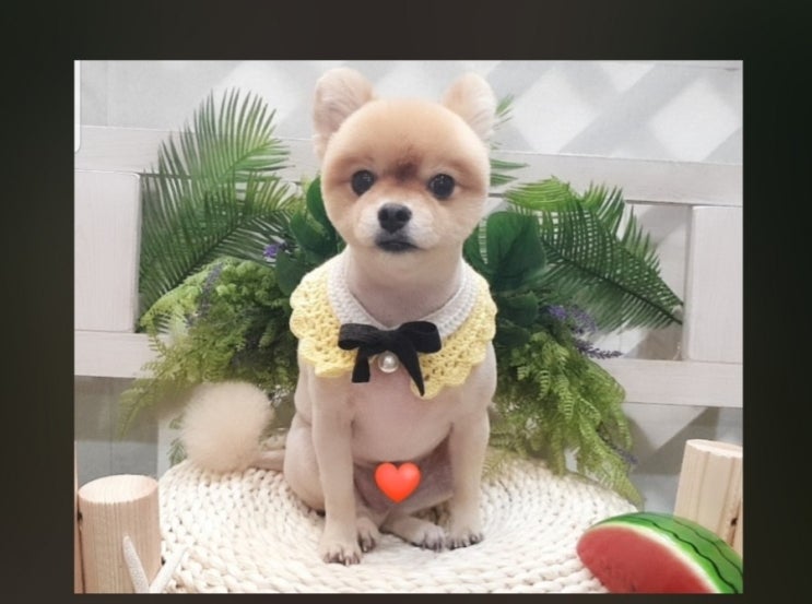  인천계양구계산동강아지미용