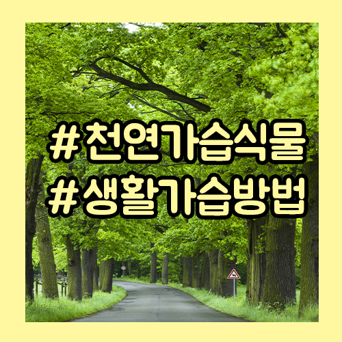  환절기 실내 습도 유지 필수, 천연 가습 식물 추천과 실생활 가습 방법!