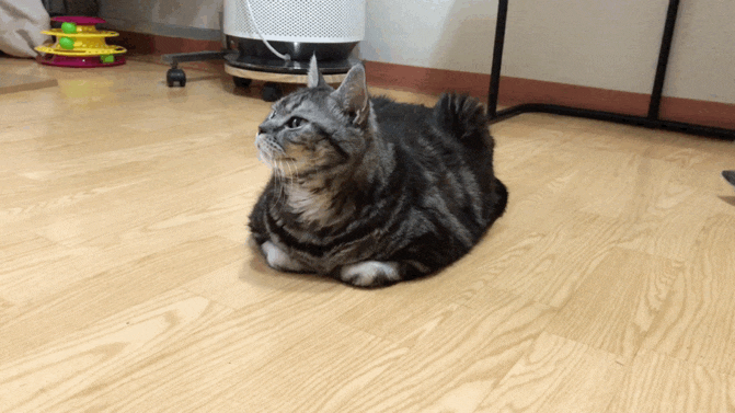  일상 : 쇼핑 + 고양이 / 나들이 코스 소개