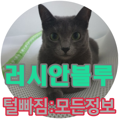  러시안블루 털빠짐과 모든 정보