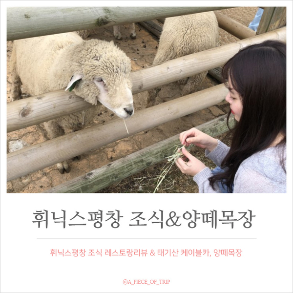  평창 :: 평창 휘닉스파크 조식 온도 레스토랑, 태기산 케이블카&양떼목장