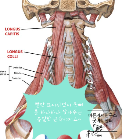  바른 자세 연구소 굿바디센터 목 안정화 운동