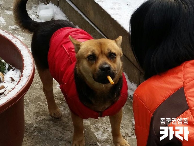  [시민구조치료지원] 짧은 쇠줄에 묶여 남은 잔반을 먹으며 지내다 구조된 '검둥이'