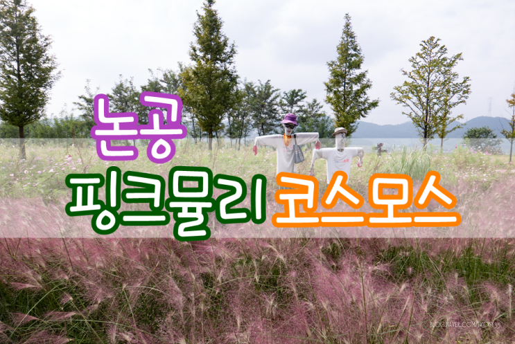  대구 핑크뮬리 코스모스 논공! 자전거도로 옆