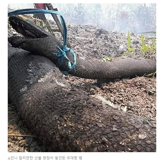  최악의 헤이즈, 이제 끝난 건가요?(헤이즈의 원인)